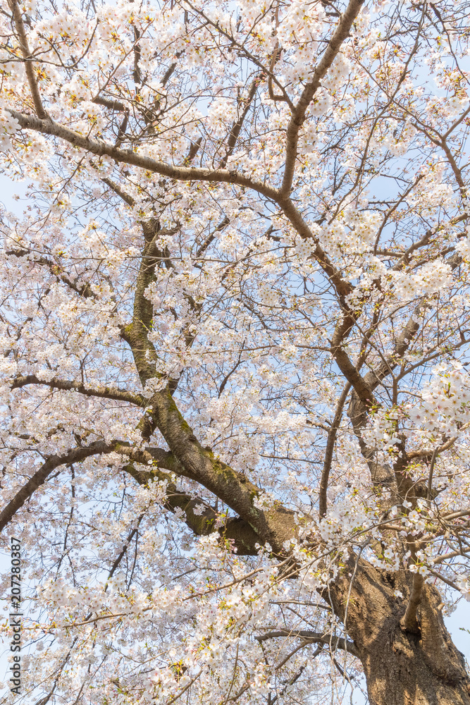日本樱花在春天绽放