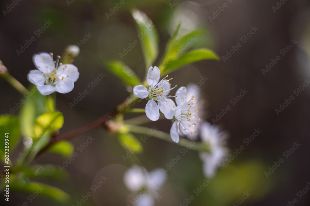 美丽的苹果树绽放，嫩枝上开着温柔的小白花，背景是模糊的绿色，很美
