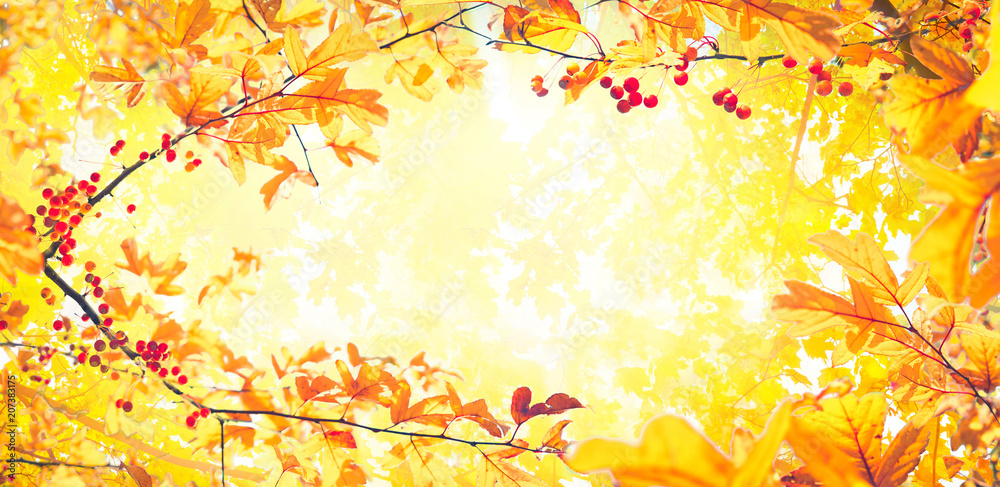 美丽明亮的秋季自然全景，背景是金黄色的叶子和或