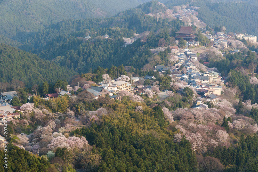 吉野山樱花。奈良县吉野山，日本最著名的樱花