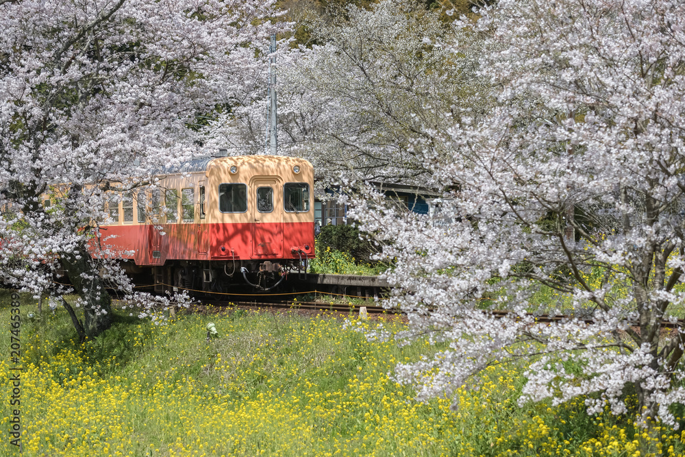 小民户-铁须渡列车和樱花在春天盛开。小民户线是一条铁路线