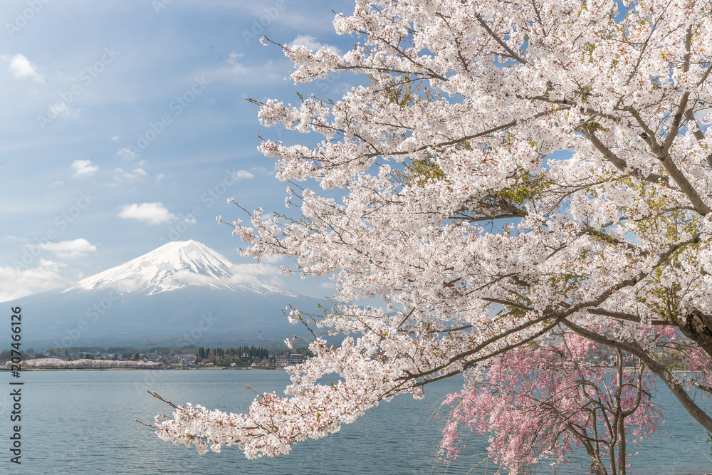 日本川口湖樱花和富士山春天