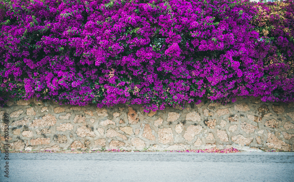 石墙上覆盖着紫色盛开的三角梅。典型的地中海式户外st