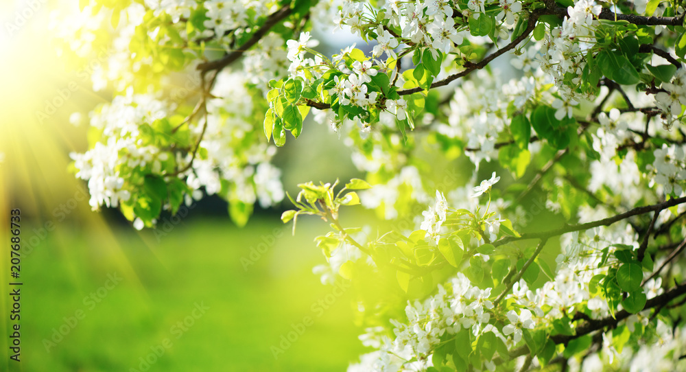 Spring blossom background. Nature scene with blooming tree and sun flare. Spring flowers. Beautiful 