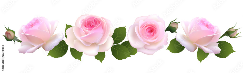 玫瑰。花朵背景。花朵。花朵图案。矢量插图。边框。花瓣。花蕾。粉红色。