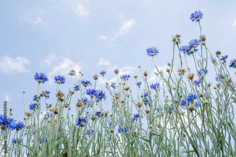 青空に向かって咲く青い花