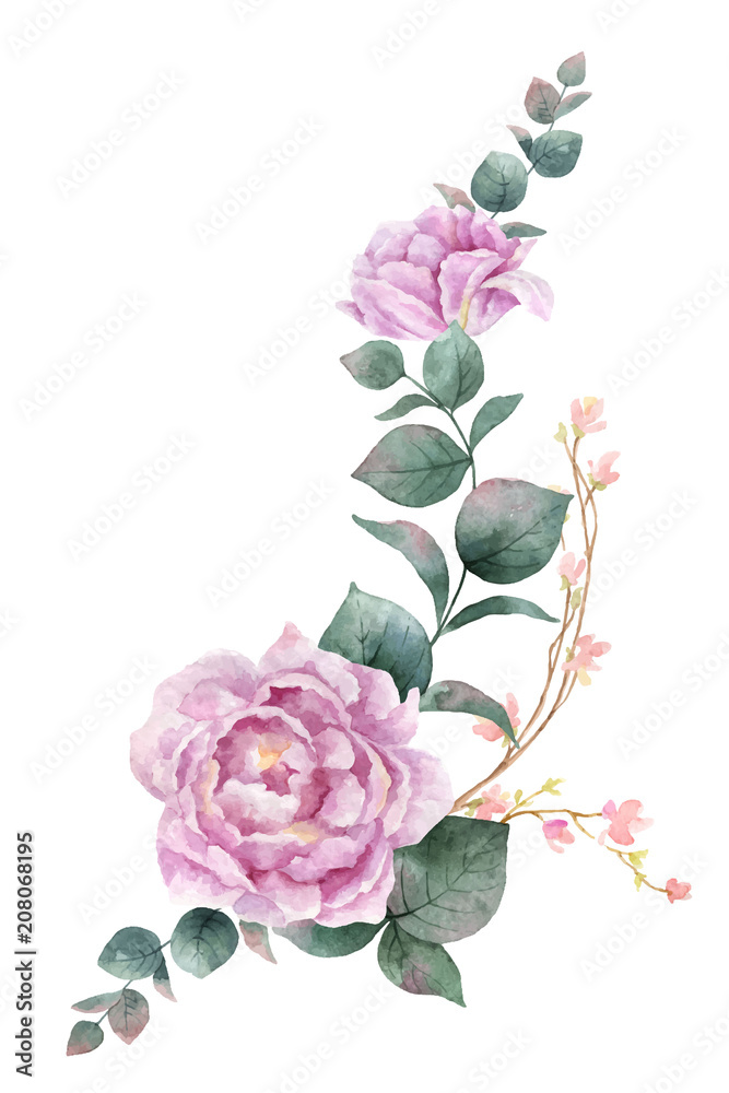 Watercolor vector hand painting illustration of peony flowers and green leaves.