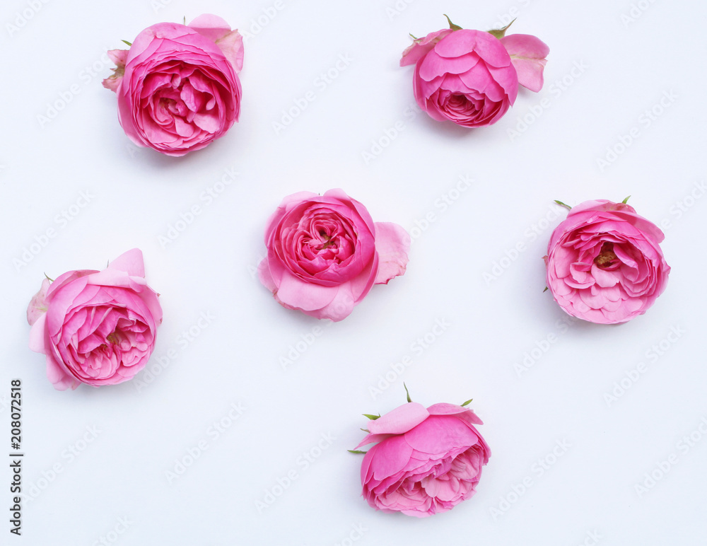 带有新鲜粉色玫瑰的风格桌面场景在白色桌子上复制空间。平面布置，俯视图。概念sp