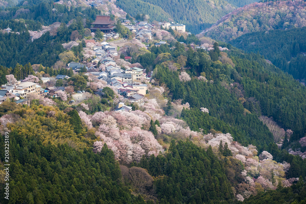 吉野山樱花。奈良县吉野山，日本最著名的樱花