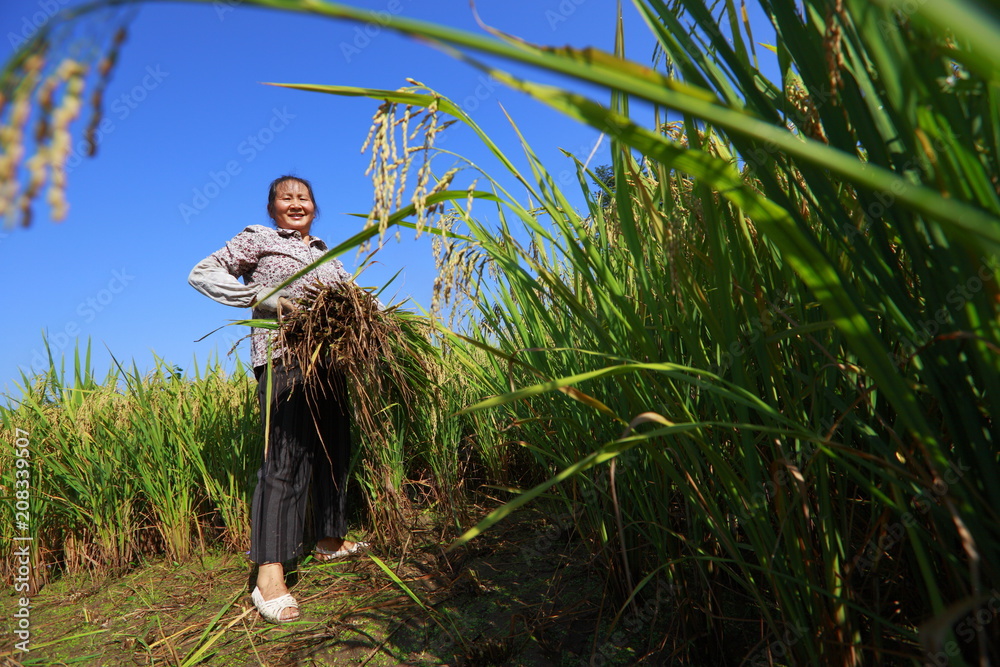 幸福的亚洲女农民在稻田里收获金色的水稻微笑
