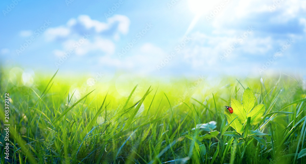 春夏背景，清新的绿草和瓢虫在大自然的蓝天下，特写m