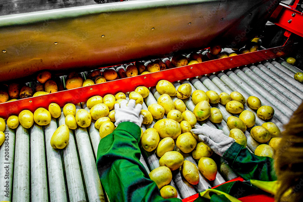 马铃薯分拣、加工和包装厂