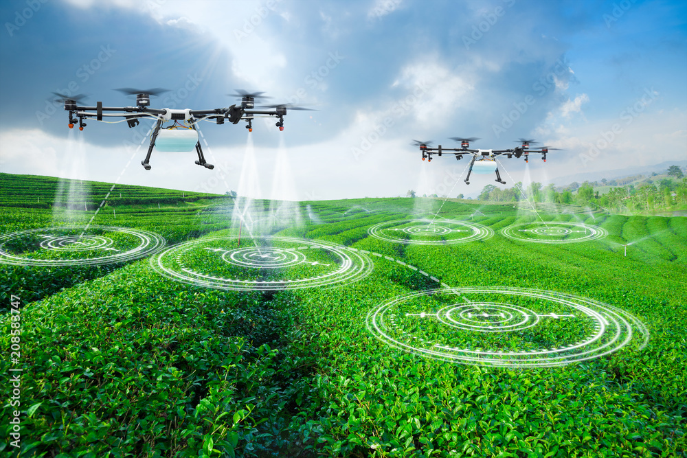 Agriculture drone scanning area to sprayed fertilizer on green tea fields, Technology smart farm 4.0