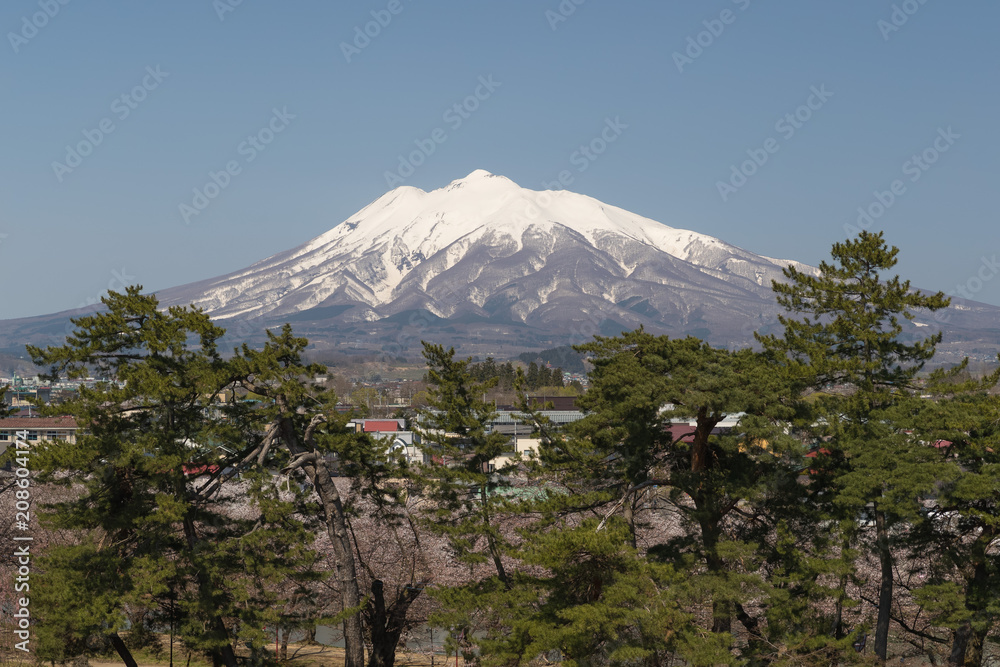 伊和山和樱花在春天绽放。岩城山是一座位于西南部的复合火山