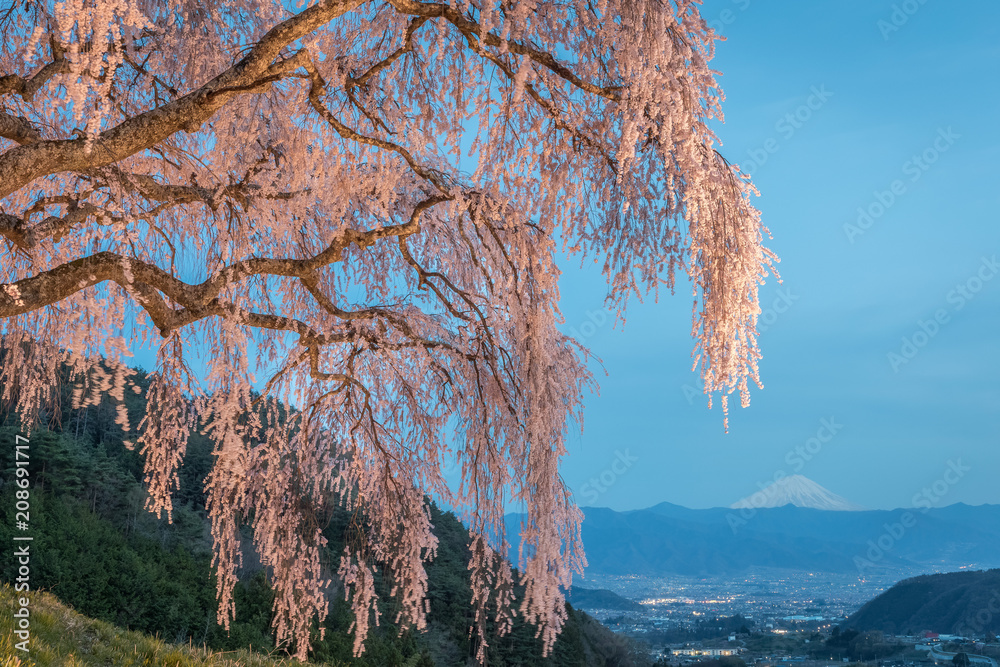 山梨镇的Shidare樱花和富士山。Shidara樱花是下垂的樱花树