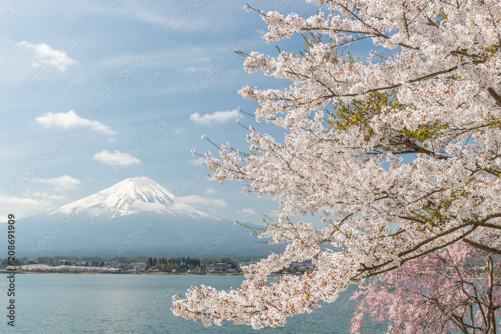 春季日本河口湖樱花和富士山