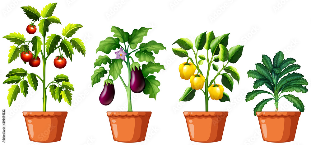 Set of different plants