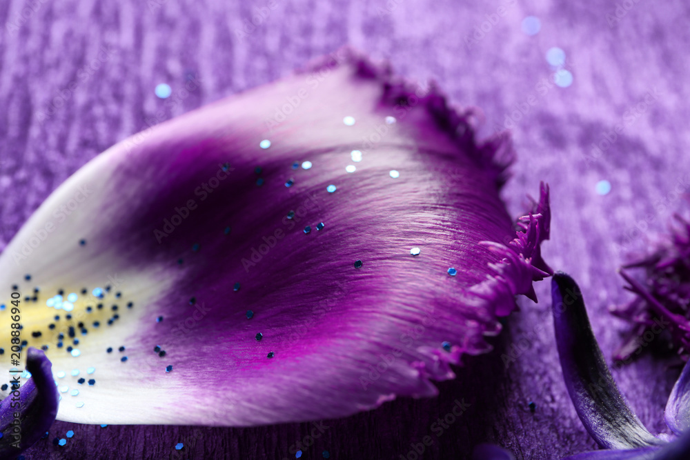 Tulip flower petal on purple background, closeup