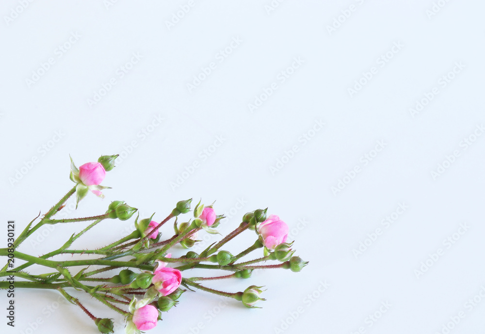 白色背景上的一束甜美的粉红色玫瑰花瓣，浪漫和爱情卡片的概念。空的空间fo