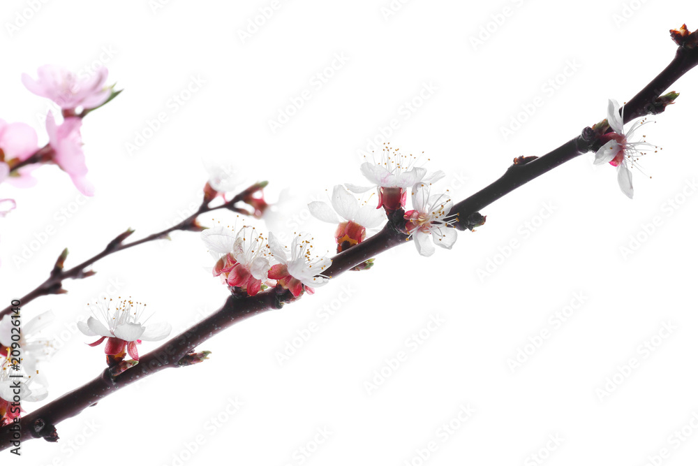 Beautiful blossoming branches on white background