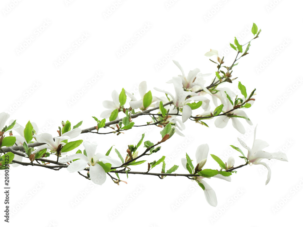 白色背景下美丽的开花树枝