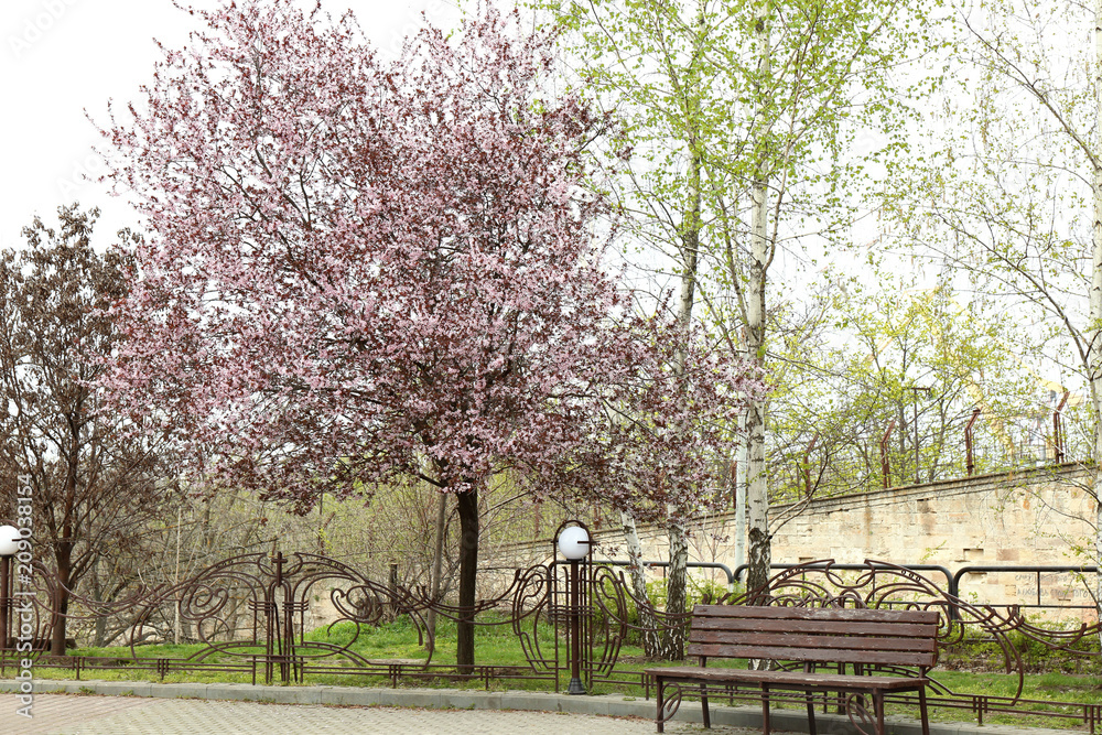 春天公园里的开花树