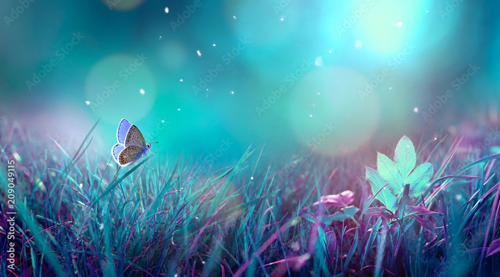 夜晚在草地上的草地上的蝴蝶，在蓝色和紫色的自然月光下