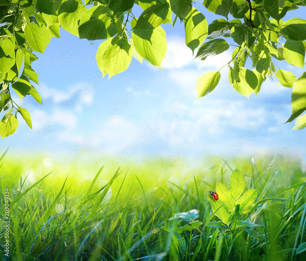 自然绿色散焦背景，阳光充足。多汁的嫩草和瓢虫映衬着蓝天和