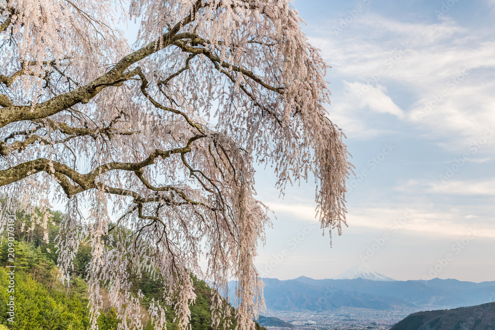 山梨镇的志大樱花和富士山。志大樱花是下垂的樱花树