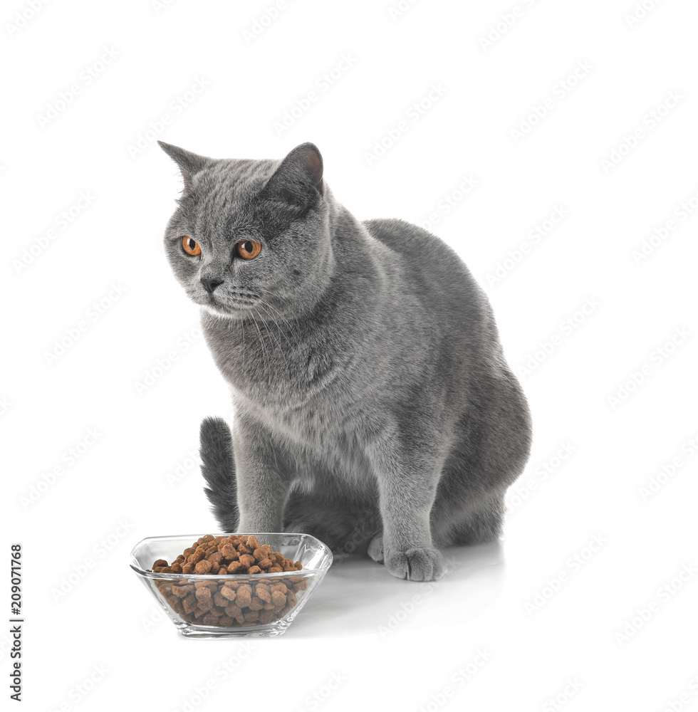 可爱的猫和碗，白底食物
