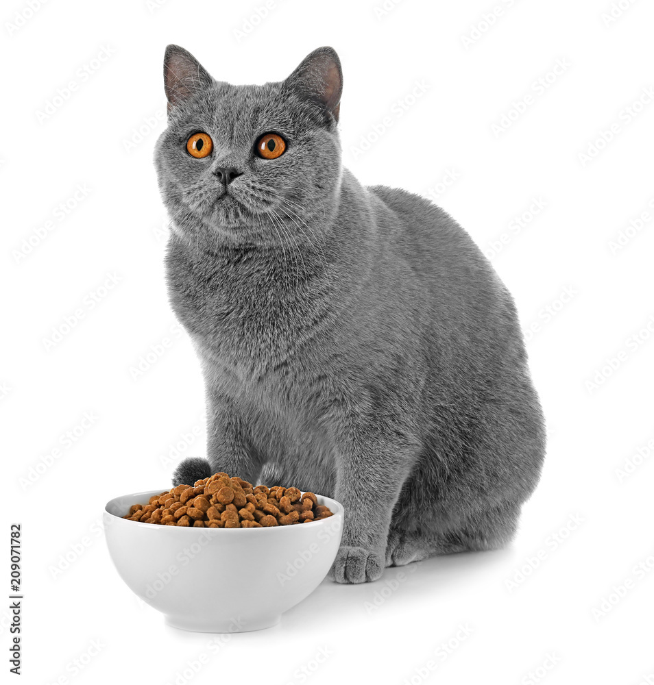 可爱的猫和碗，白底食物