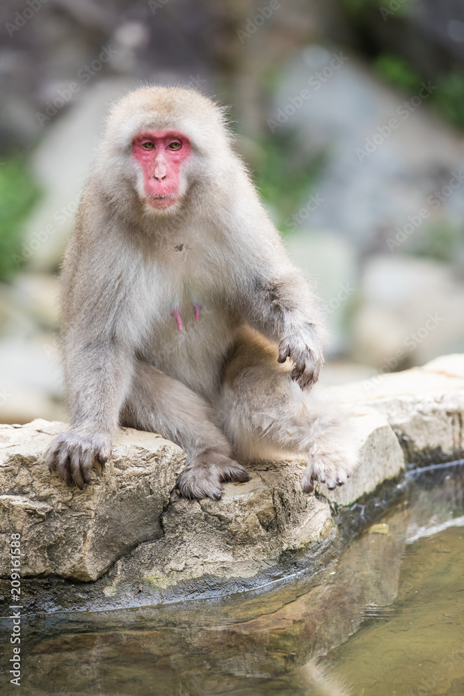 日本长野的Jigokudani猴子公园，猴子在天然温泉中洗澡