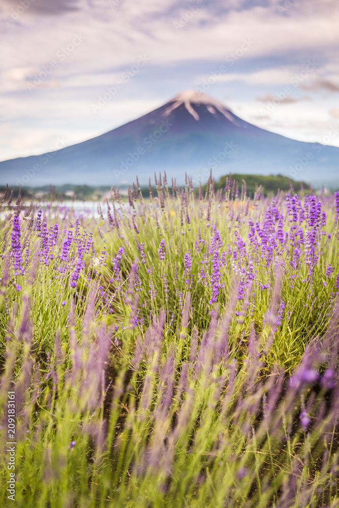 夏季和谷湖富士山和薰衣草田的景色