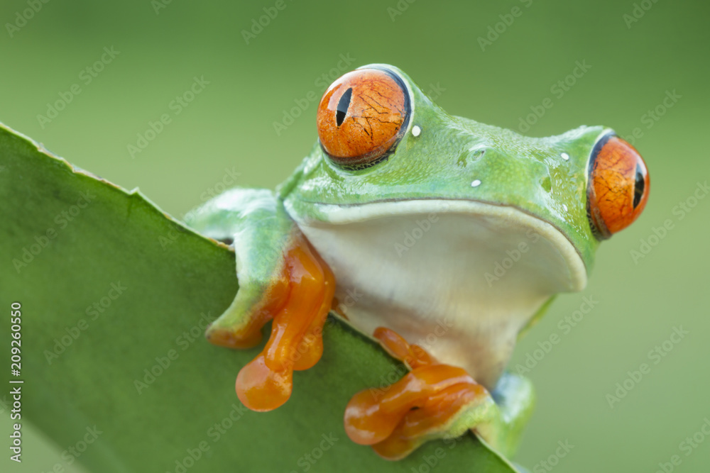 雨林中的红眼树蛙