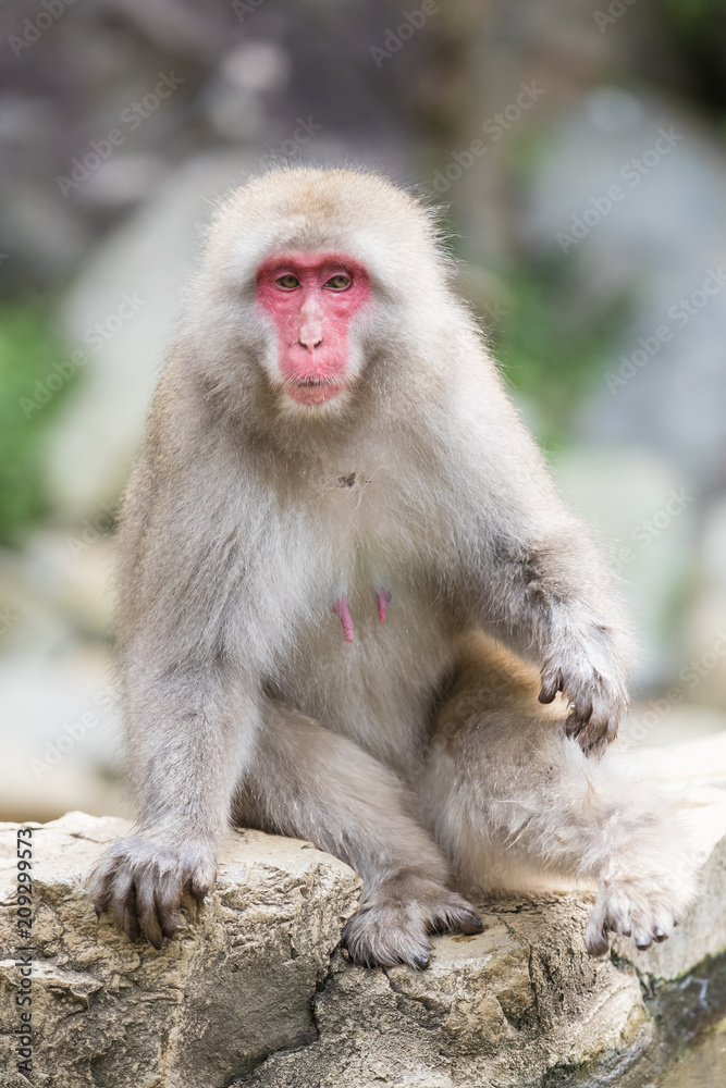 Jigokudani猴子公园，猴子在日本长野的天然温泉中洗澡