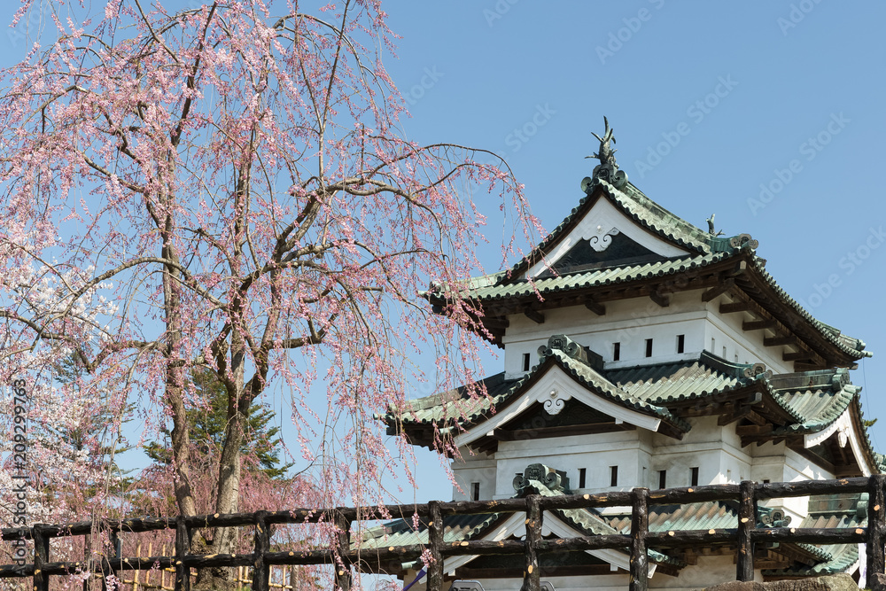 广崎城堡和春天的樱花树。广崎城堡塔没有那么大，但