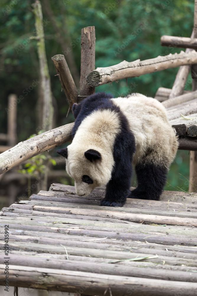 成都熊猫