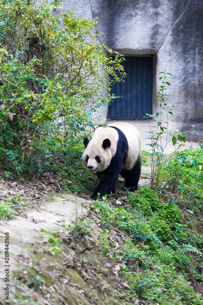 panda in chengdu
