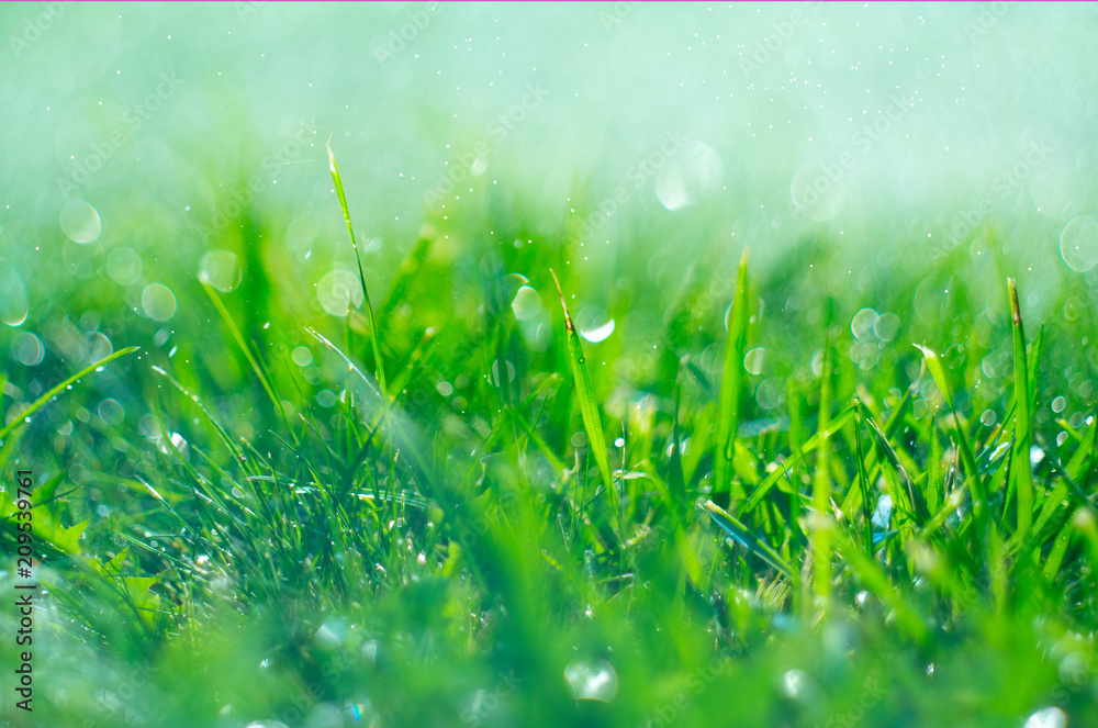 有雨滴的草地。正在浇水的草坪。下雨。有水滴的模糊绿色草地背景特写。