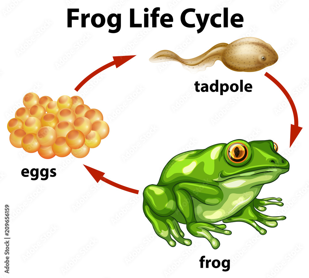 白色背景下的青蛙生命周期