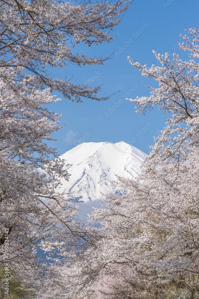 Oshino Hakkai的樱花树和富士山在春季