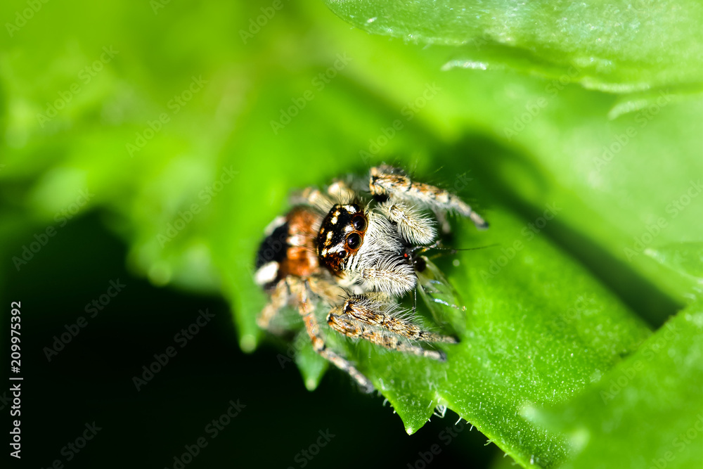 A jumping spider hunting for prey on a green background. Life goes underfoot in a flower bed.