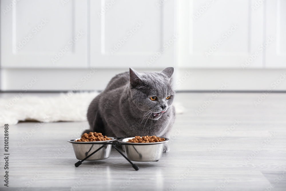 家里有食物的碗旁可爱的猫