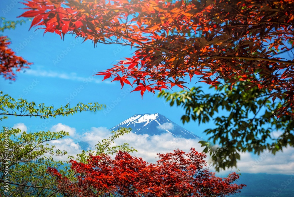 富士山的山峰，在富士吉田白天的春天里，红色和绿色的叶子在云层之间，