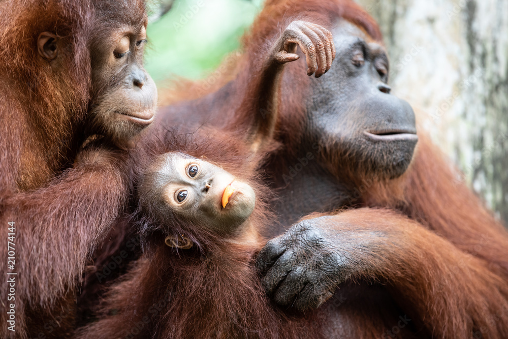 一只毛茸茸的小猩猩吃着一片水果，和妈妈和si一起玩耍的肖像