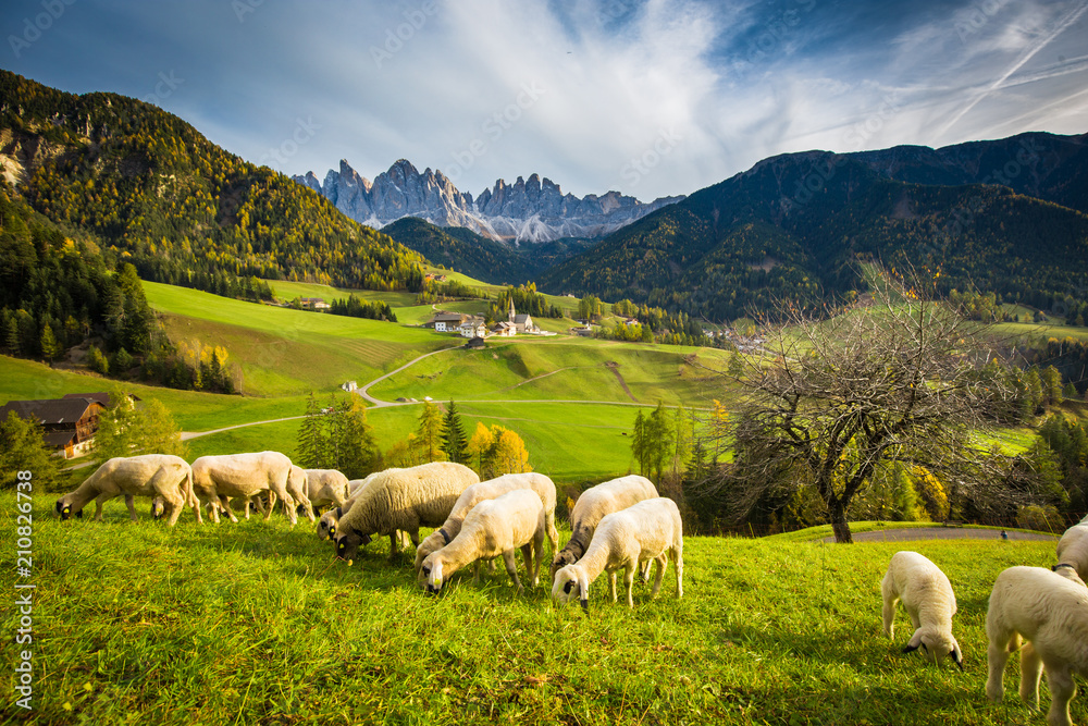 意大利南蒂罗尔州瓦尔迪富内斯的多洛米蒂山脉风景和放牧的绵羊