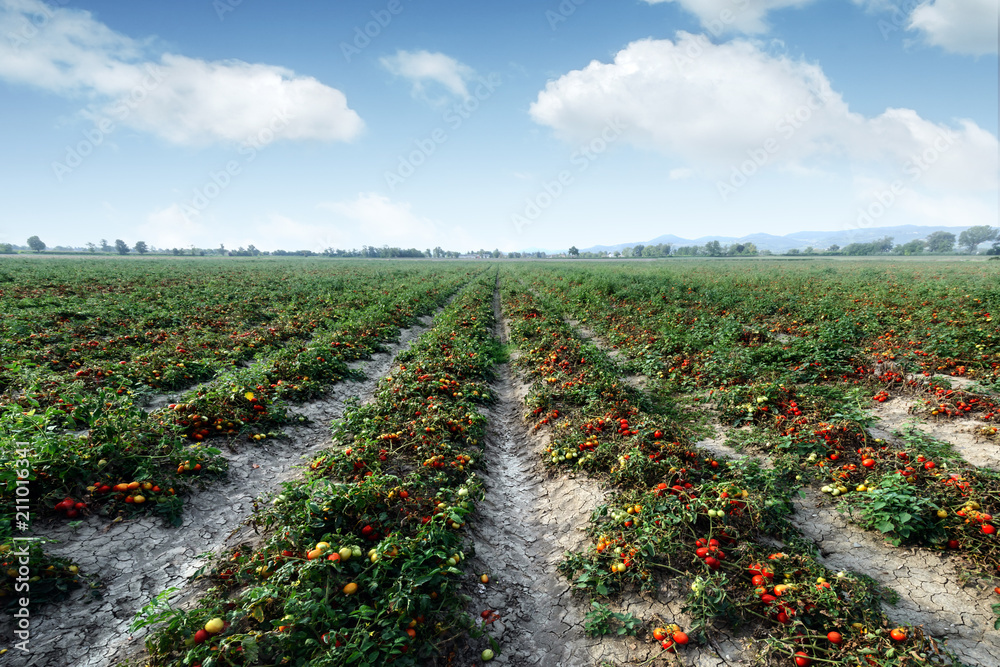夏日番茄田。农业和园艺概念