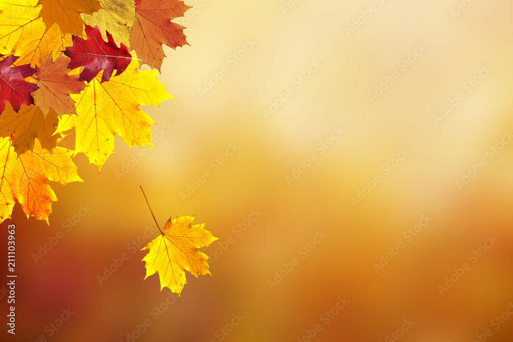 Beautiful sunny colorful fall season leaves on blurry bokeh copy space background. Selective focus u
