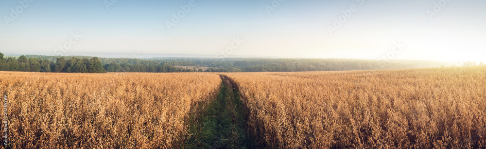 Rural landscape at dawn, with a field and road, terrain with oat fields. Panoramic photo.