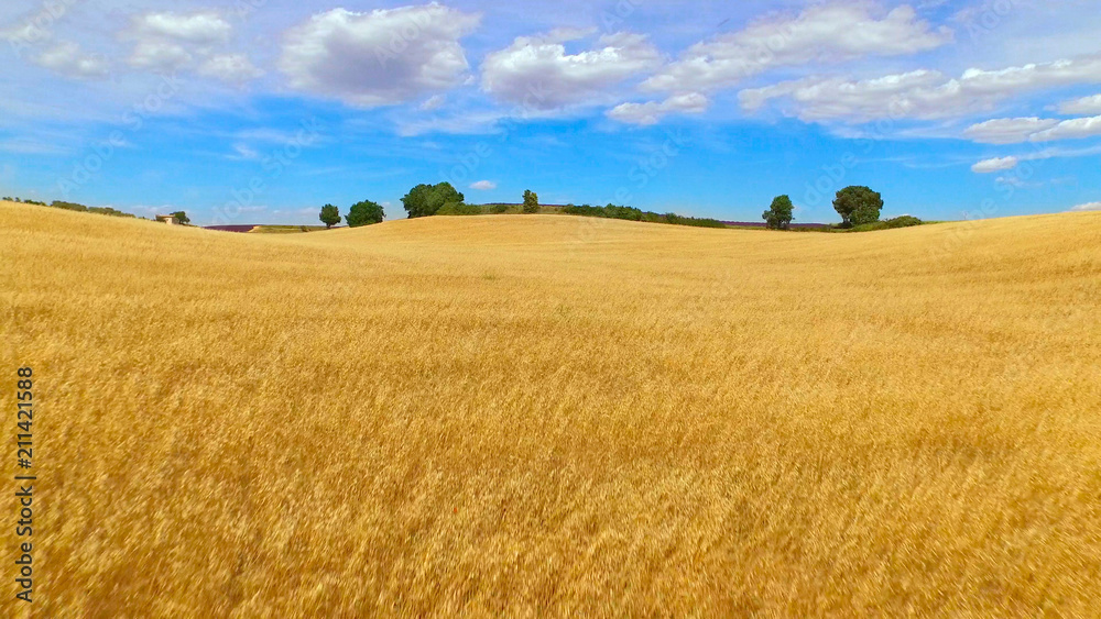 航空航天：美丽的金色小麦和紫色薰衣草的大田野